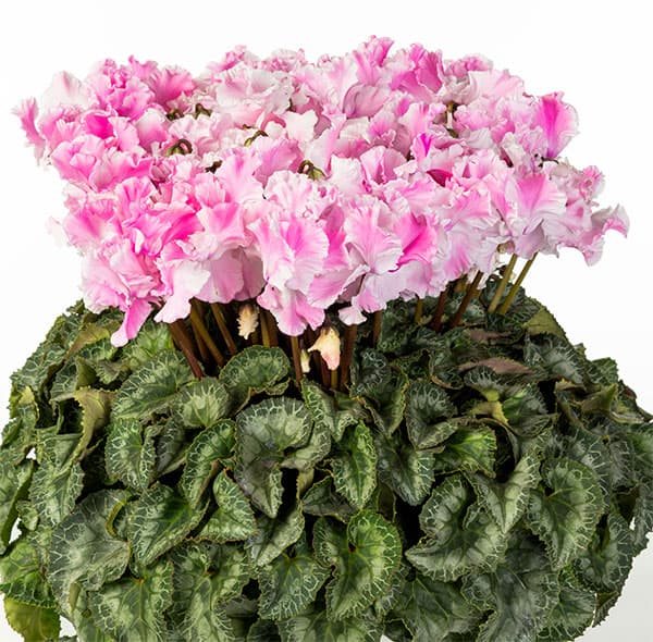 25-07：シクラメン：キャンディーケーン6号鉢植え・石川英司氏