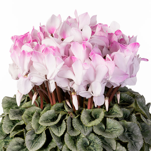 25-09：シクラメン：ピアス5号鉢植え・佐藤壮真氏