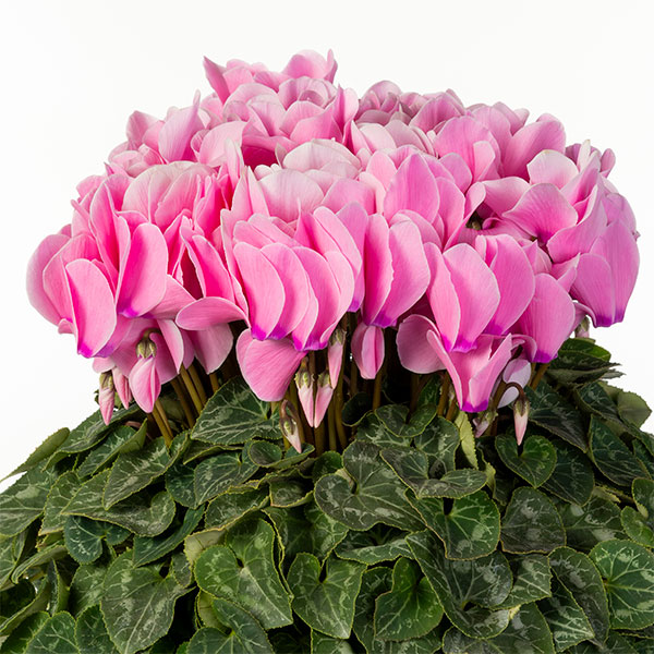 25-10：シクラメン：シューベルト6号鉢植え・石川英司氏