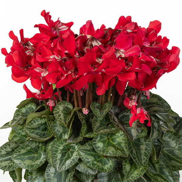 25-11：シクラメン：スーパージックスレッド4号鉢植え・保坂親司氏