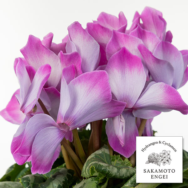 25-13：シクラメン：ミスティ5号鉢植え・坂本ティアムチャイ氏