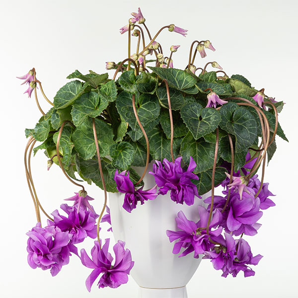 25-14：シクラメン：チモ　ローゼスブルー八重・枝垂れ万重咲き6号鉢植え・金澤美浩氏