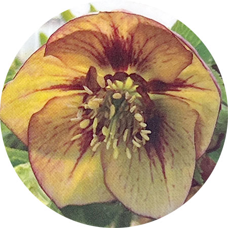 高正園さんのクリスマスローズ：シングル　イエローピコティ5号ポット