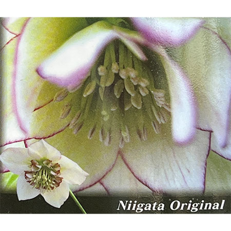 高正園さんのクリスマスローズ：ダブル　糸ピコティ丁子咲き5号ポット