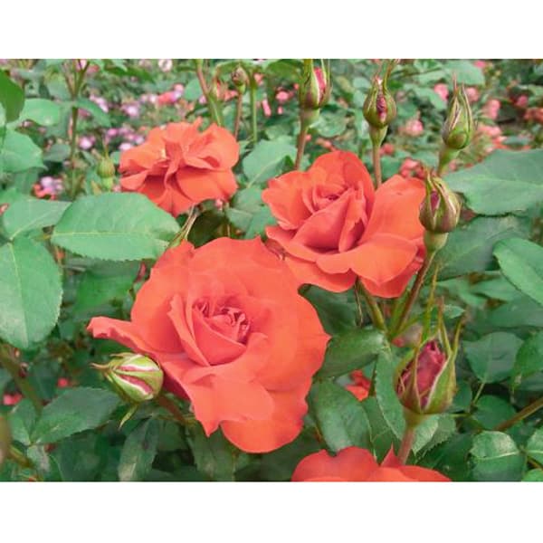 フロリバンダ：アムステルダム接木苗4号ロングポット(バラ)