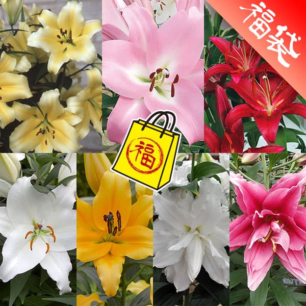 大輪の花を咲かせるオリエンタルリリーの球根　豪華7品種セット