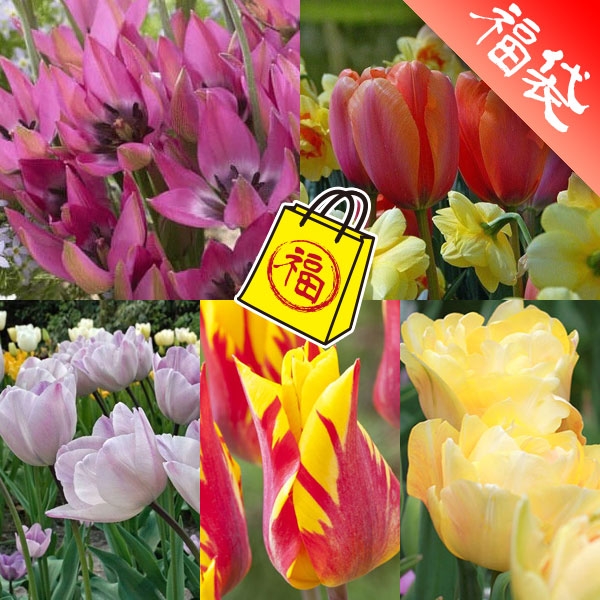 カラフルチューリップ10種50球セット