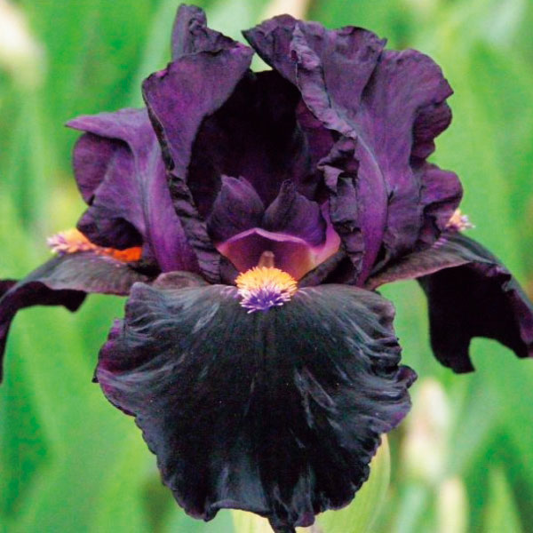 [26年1月中下旬予約]ジャーマンアイリス：デビルメイケア3.5号ポット