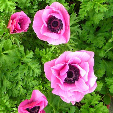 [26年1月中下旬予約]アネモネ【極-KIWAMI-】：ポルト オーキッド3.5号ロングポット*