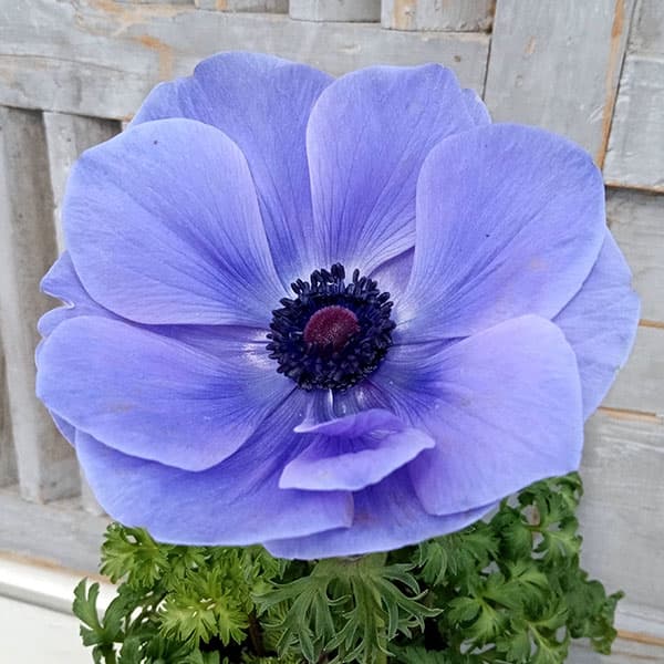 [26年1月中下旬予約]アネモネ【極-KIWAMI-】：ポルト ブルー3.5号ロングポット*