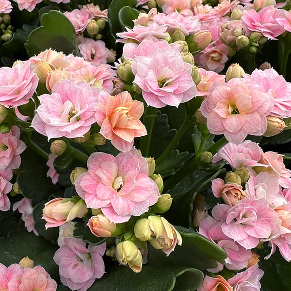 カランコエ：クイーンローズ　クララQ2　5号鉢植え