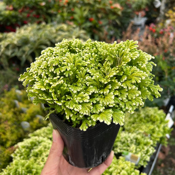 セラギネラ：スノーリー3.5号ポット