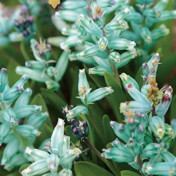 ラケナリア：ビリディフローラ芽出しポット2球植え