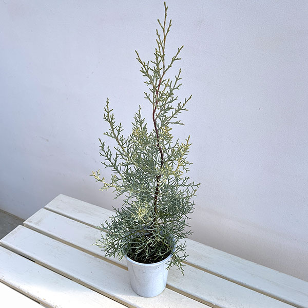 コニファー（立ち性）：ブルーアイス4号鉢植え