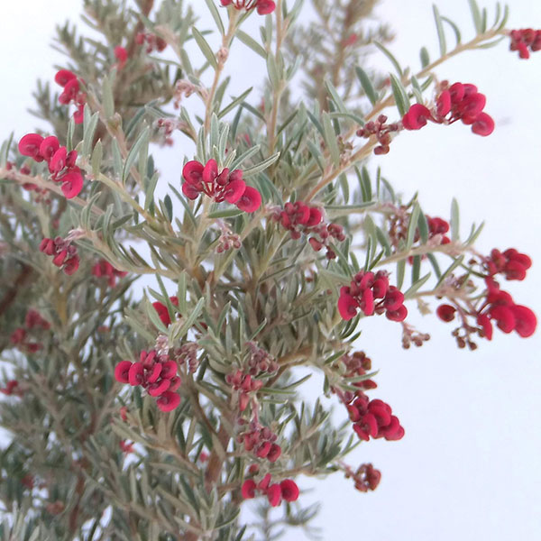 グレビレア：イルミナ4.5号ポット