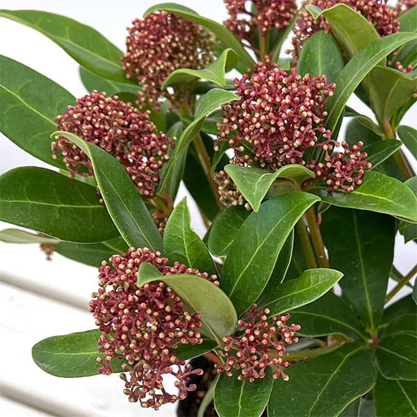 スキミア：ルベスタ ジャイアントピンク4.5号ポット