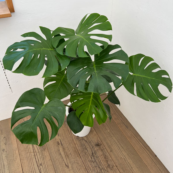 モンステラ　８号鉢植え