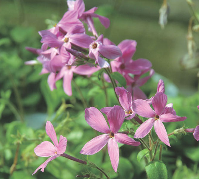 フロックス：ストロニフェラ（ツルハナシノブ）ピンク（桃花）3.5号ポット