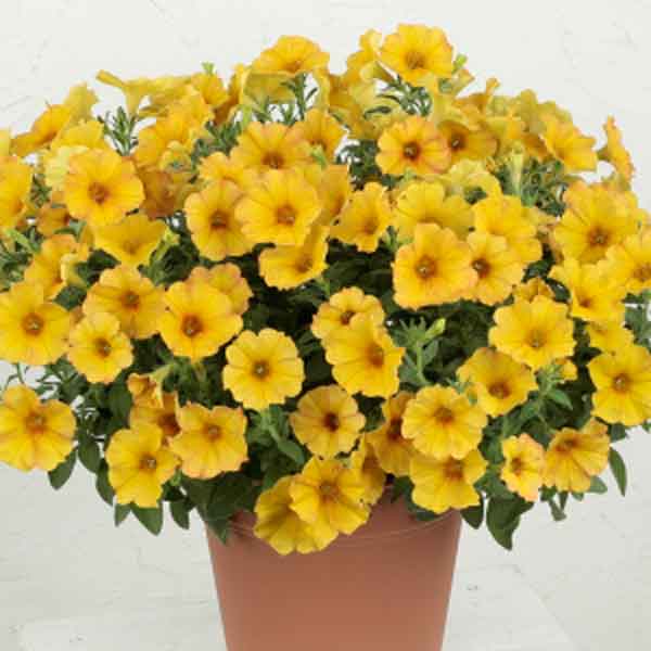 [26年4月上旬予約]ペチュニア×カリブラコア：ビューティカル(R)サンセットオレンジ3.5号ポット*