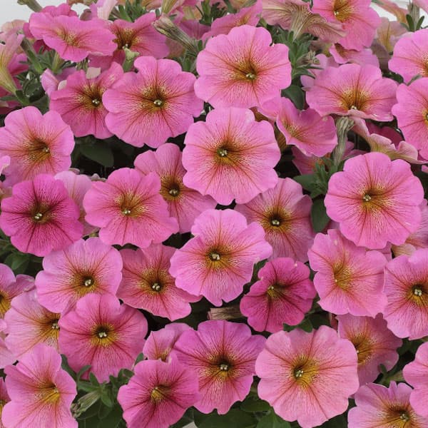 [26年4月上旬予約]ペチュニア×カリブラコア：ビューティカル(R)サンレイピンク3.5号ポット*[雨に強く晩秋まで咲くサカタのタネ育成種]