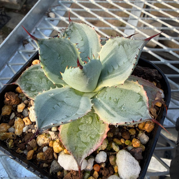 アガベ：ポタトラム　雷神錦（らいじんにしき）3.5号鉢植え