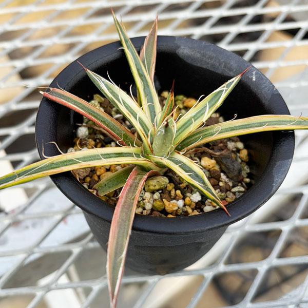 アガベ：滝の白糸錦　3号25-01