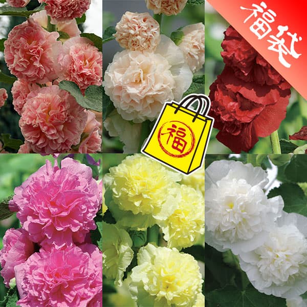 八重咲きアルセア（タチアオイ）の苗6色セット