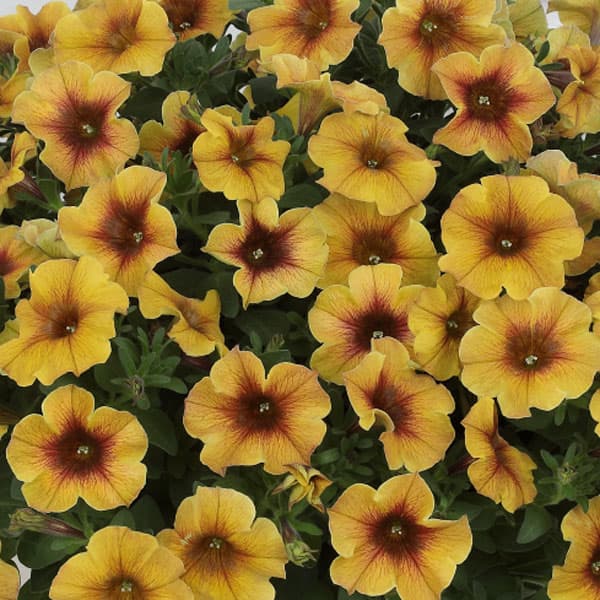 [26年4月上旬予約]ペチュニア×カリブラコア：ビューティカル(R)キャラメルイエロー3.5号ポット* 6株セット[雨に強く晩秋まで咲くサカタのタネ育成種]