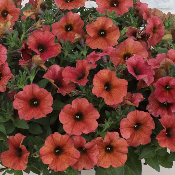 [26年4月上旬予約]ペチュニア×カリブラコア：ビューティカル(R)シナモン3.5号ポット* 6株セット[雨に強く晩秋まで咲くサカタのタネ育成種]