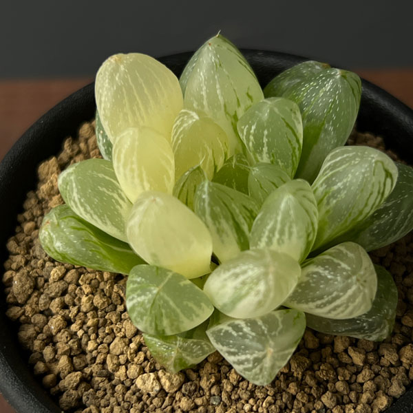 ハオルチア：雪花錦2.5号鉢植え