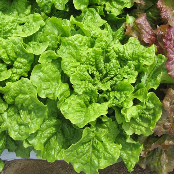 チマサンチュ青葉（韓国カキチシャ）の苗3.5号ポット