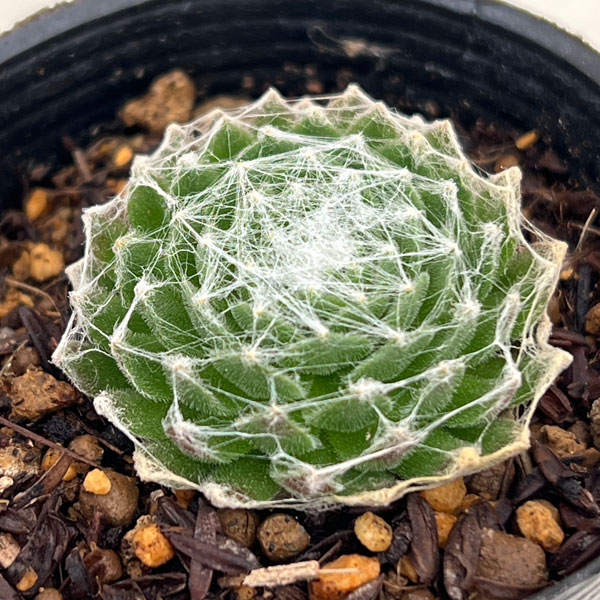 センペルビウム：大巻絹　 2号ポット