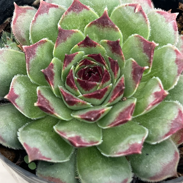 センペルビウム：ギョーム　 2号ポット