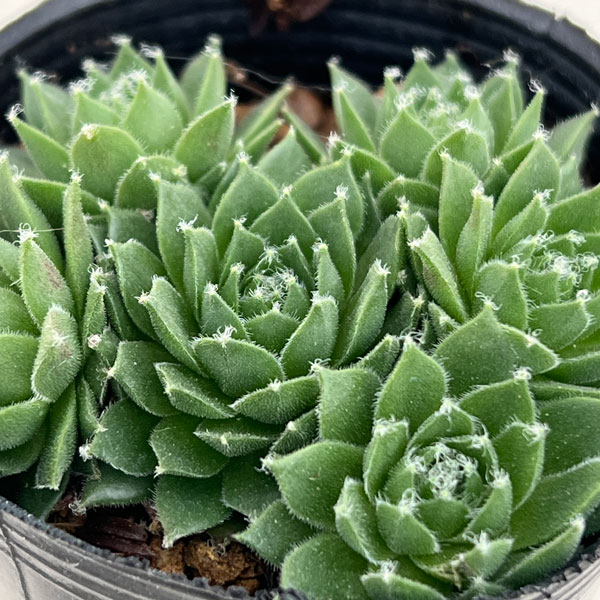 センペルビウム：シルバーカーネオル　 2号ポット