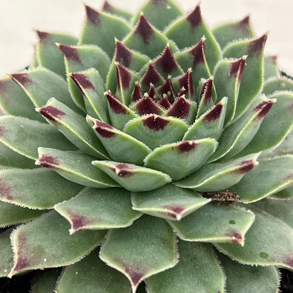 センペルビウム：ティップトップ　 2号ポット