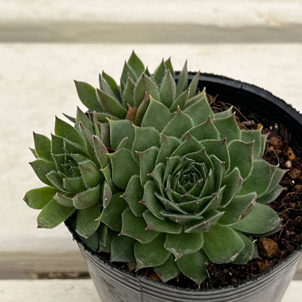 センペルビウム：ダイナモ　 2号ポット