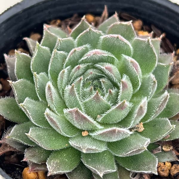 センペルビウム：トムブロン　 2号ポット