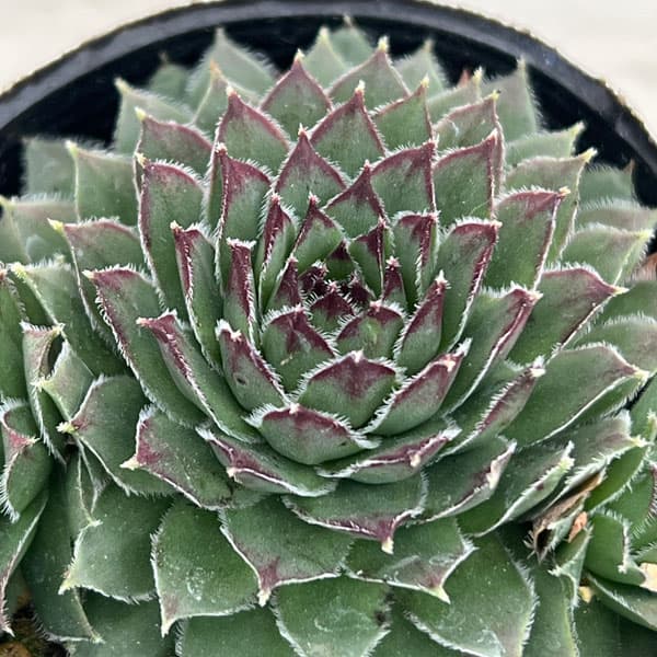 センペルビウム：紅蓮華 2号ポット