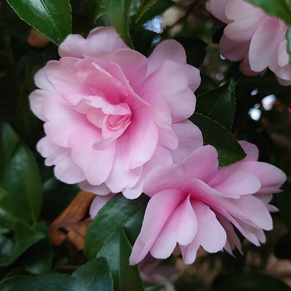 サザンカ（山茶花・寒椿）：乙女（オトメ）5号ポット