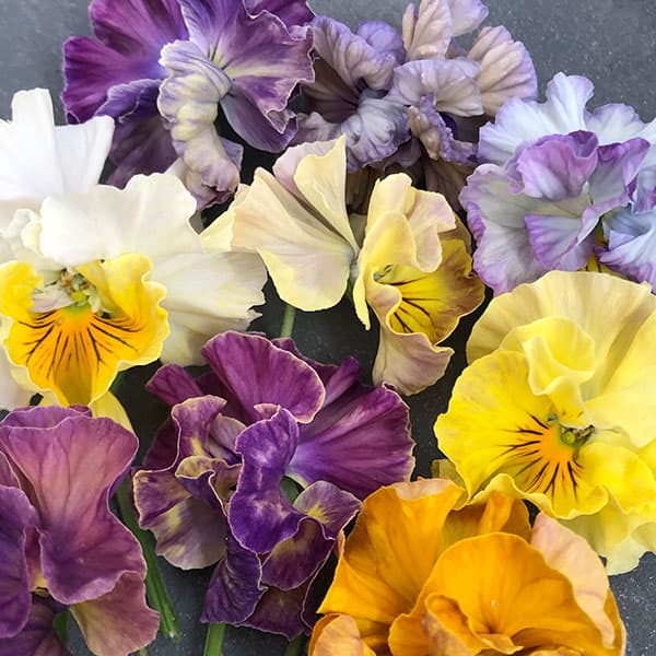 [送料無料]パンジー：フェデネージュ　クレープ3-3.5号ポット 12株セット