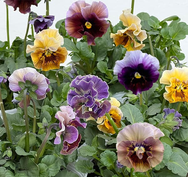 パンジー：フェデネージュ　ボンソワーレ3-3.5号ポット 6株セット