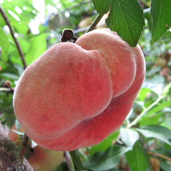 モモ（桃）：大紅蟠桃（ダイコウバントウ）5号ポット