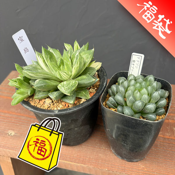 ハオルチア：福袋Aセット（宝島とドドソン紫オブツーサ）