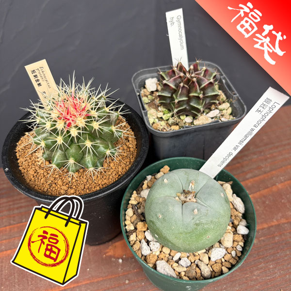 サボテン：福袋Aセット