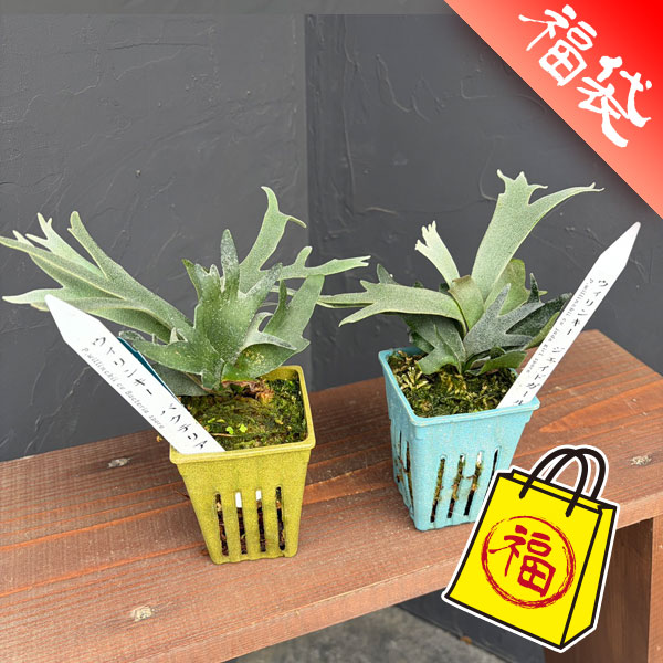 ビカクシダ（コウモリラン）：人気レアウィリンキーセット(バクテリアとジェイドガール)