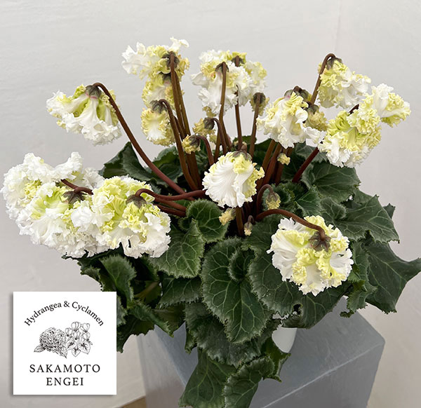 シクラメン：さかもと園芸さん試作株（25-07）垂れ咲き強フリンジ白花系　5号鉢植え【現品販売】