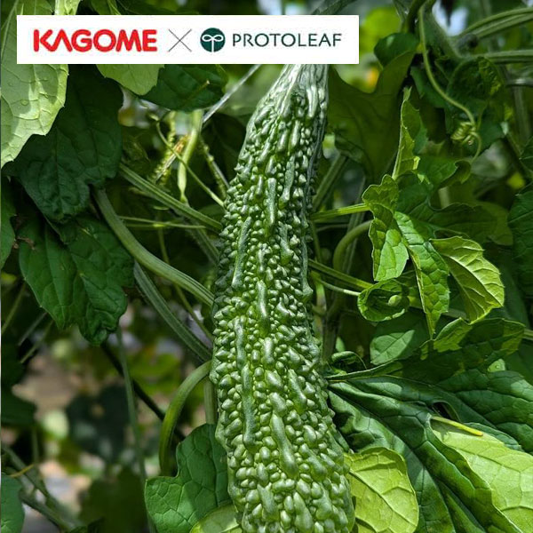 [26年4月下旬予約]カゴメ　ゴーヤ　なつほし3号ポット