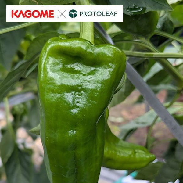 [26年4月下旬予約]カゴメ　ジャンボピーマン　りんたろう3号ポット