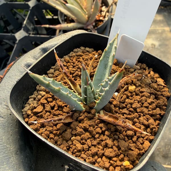 アガベ：ユタエンシス　2.5号鉢植え*