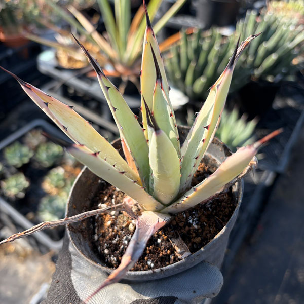 アガベ：リトルペンギン　3.5号*
